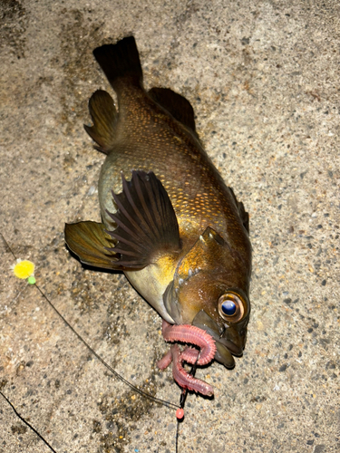 ガヤの釣果