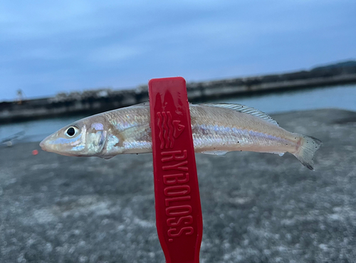 キスの釣果