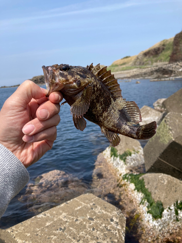 ソイの釣果