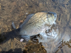 ヘラブナの釣果