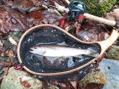 イワナの釣果