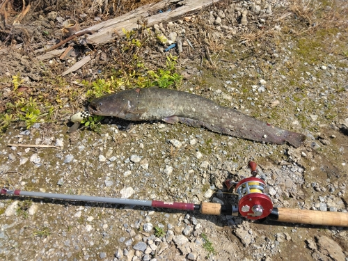 マナマズの釣果