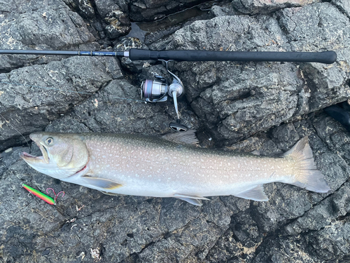 アメマスの釣果