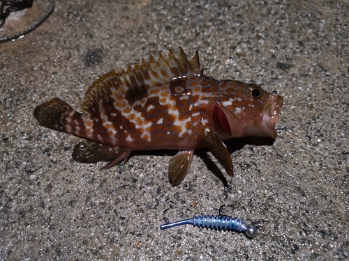 アコウの釣果