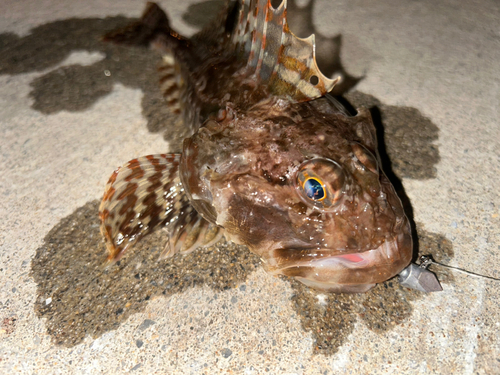 アイナメの釣果