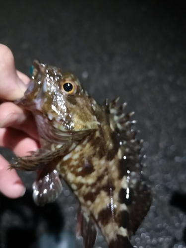 ガシラの釣果