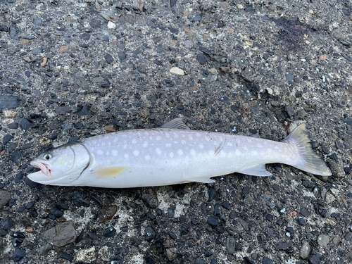 アメマスの釣果