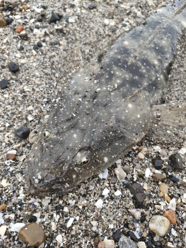 マゴチの釣果