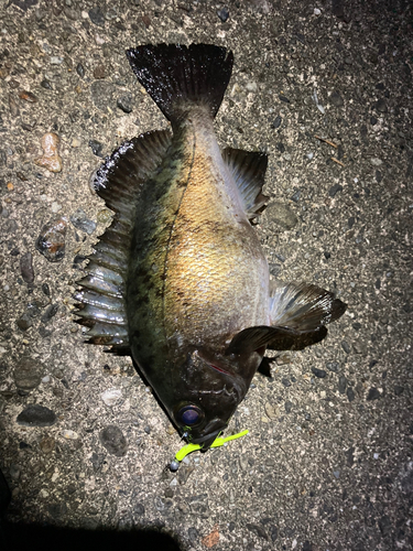 メバルの釣果