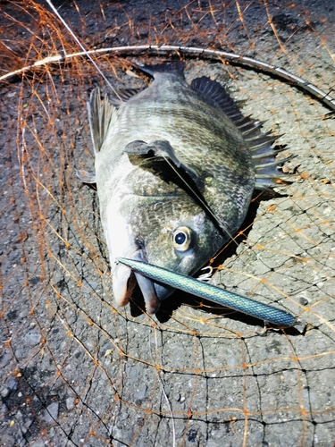 チヌの釣果