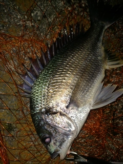 キビレの釣果