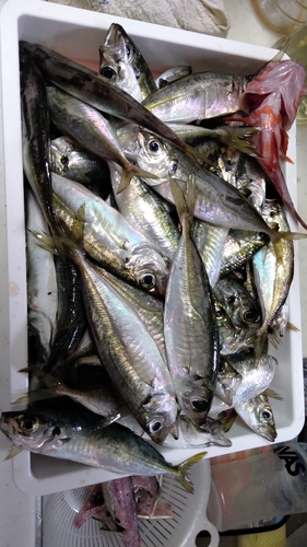 アジの釣果