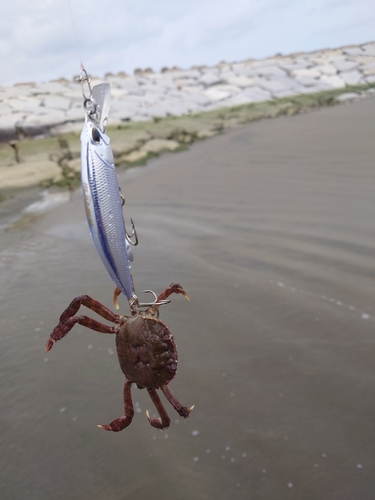 モクズガニの釣果