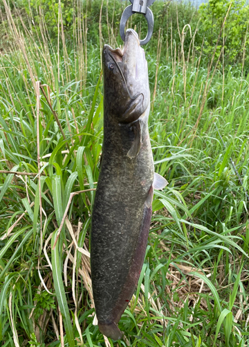 ナマズの釣果