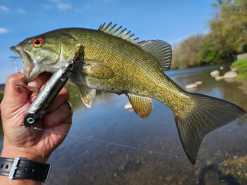 スモールマウスバスの釣果