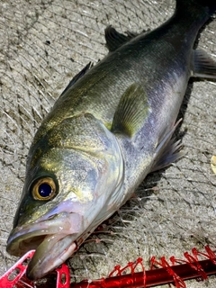 フッコ（マルスズキ）の釣果