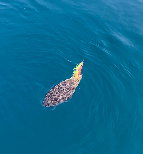 コウイカの釣果