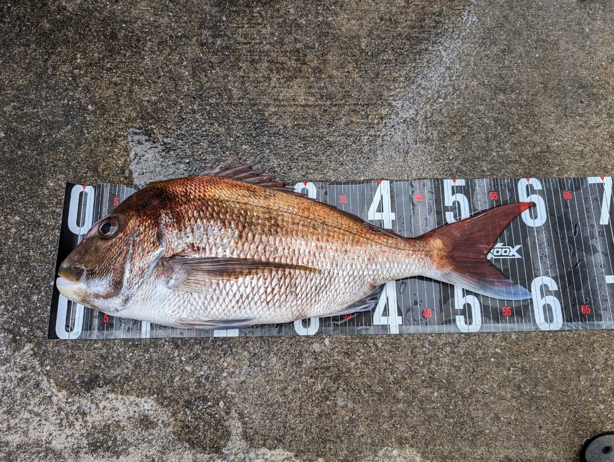 日曜ボッチアングラーさんの釣果 2枚目の画像