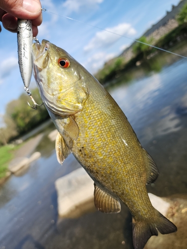 スモールマウスバスの釣果