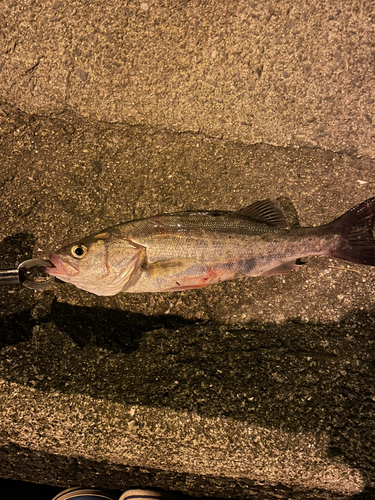 スズキの釣果