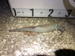 ヤリイカの釣果