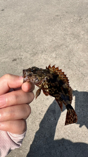 カサゴの釣果