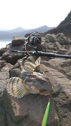 カジカの釣果