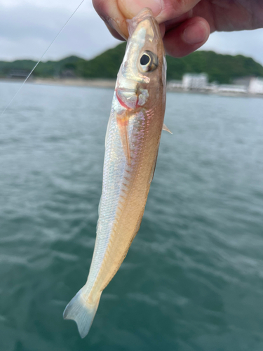 キスの釣果