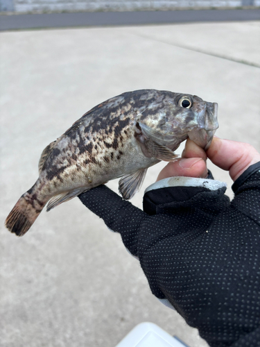 ベッコウゾイの釣果