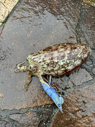 コウイカの釣果