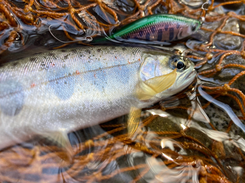 アマゴの釣果