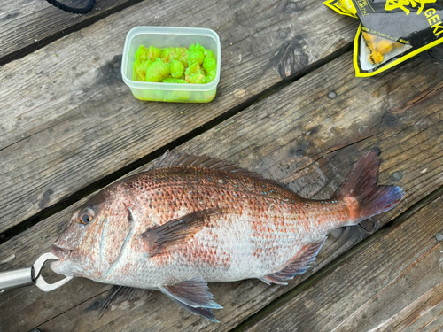 マダイの釣果