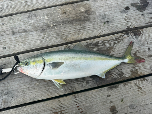 ハマチの釣果