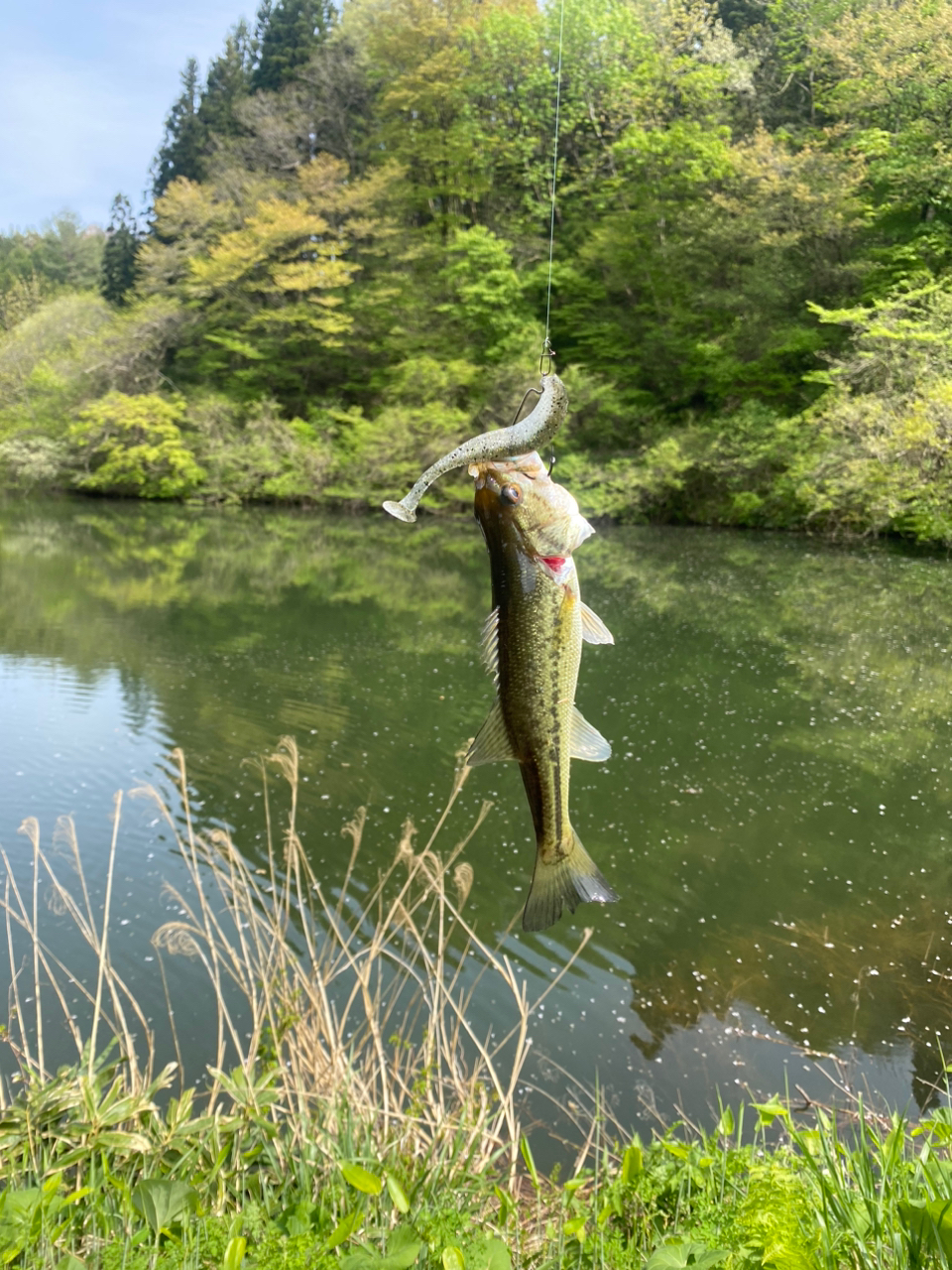 ブラックバス