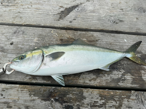 ハマチの釣果