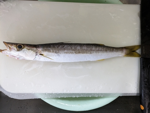 カマスの釣果