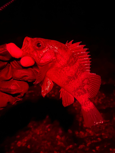 メバルの釣果