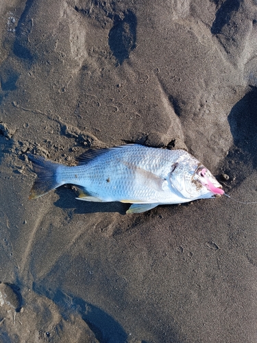 キビレの釣果