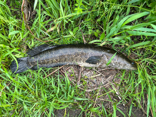 ライギョの釣果