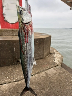 サゴシの釣果