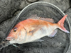 マダイの釣果