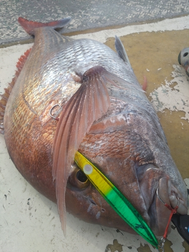 タイの釣果