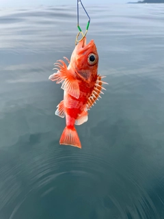 ユメカサゴの釣果