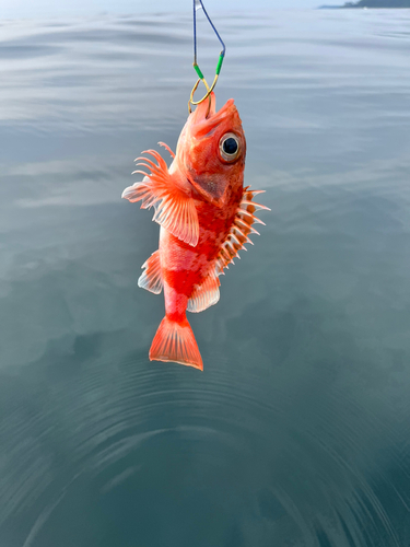 ユメカサゴの釣果