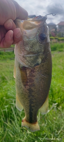 ブラックバスの釣果