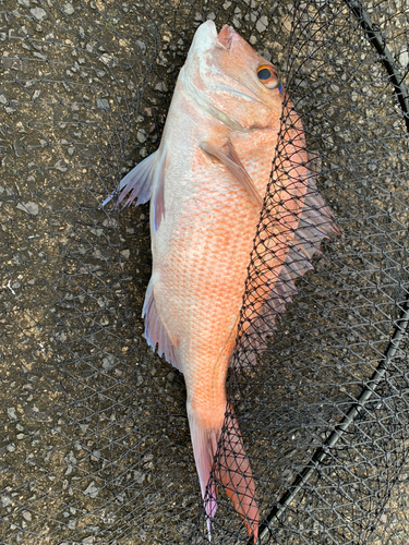 タイの釣果