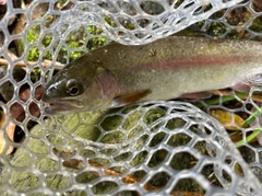 ニジマスの釣果