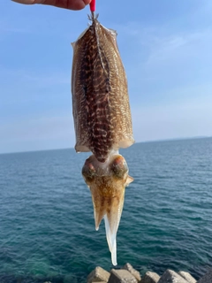 コウイカの釣果