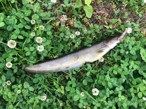 ナマズの釣果