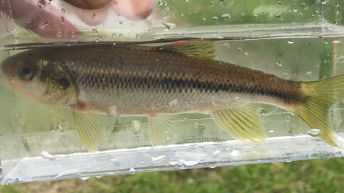 カワムツの釣果